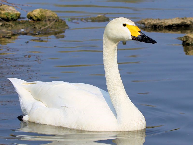Killing a swan